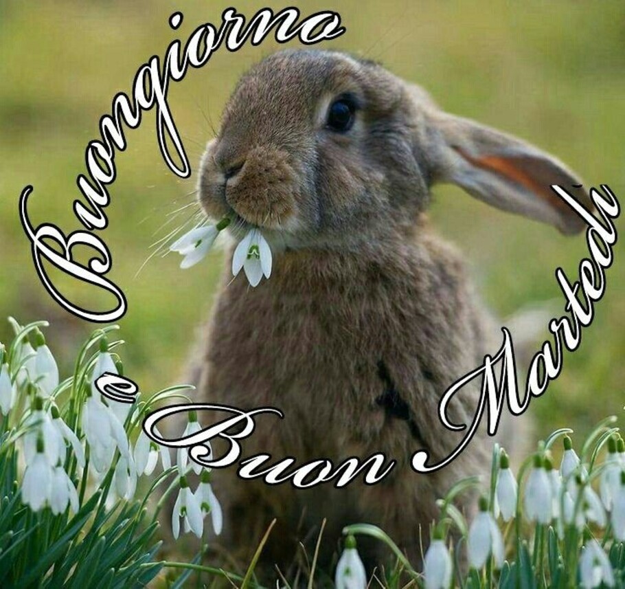 Buongiorno buon martedì coniglietto