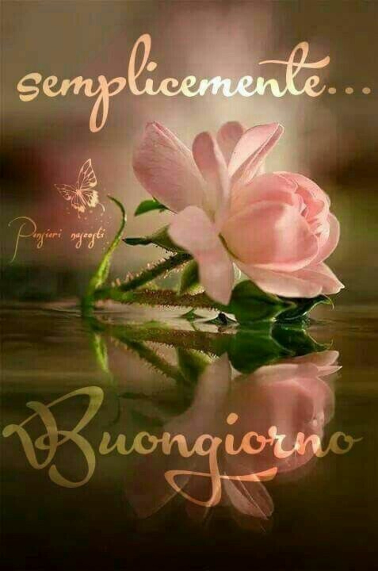 Semplicemente Buongiorno con una rosa