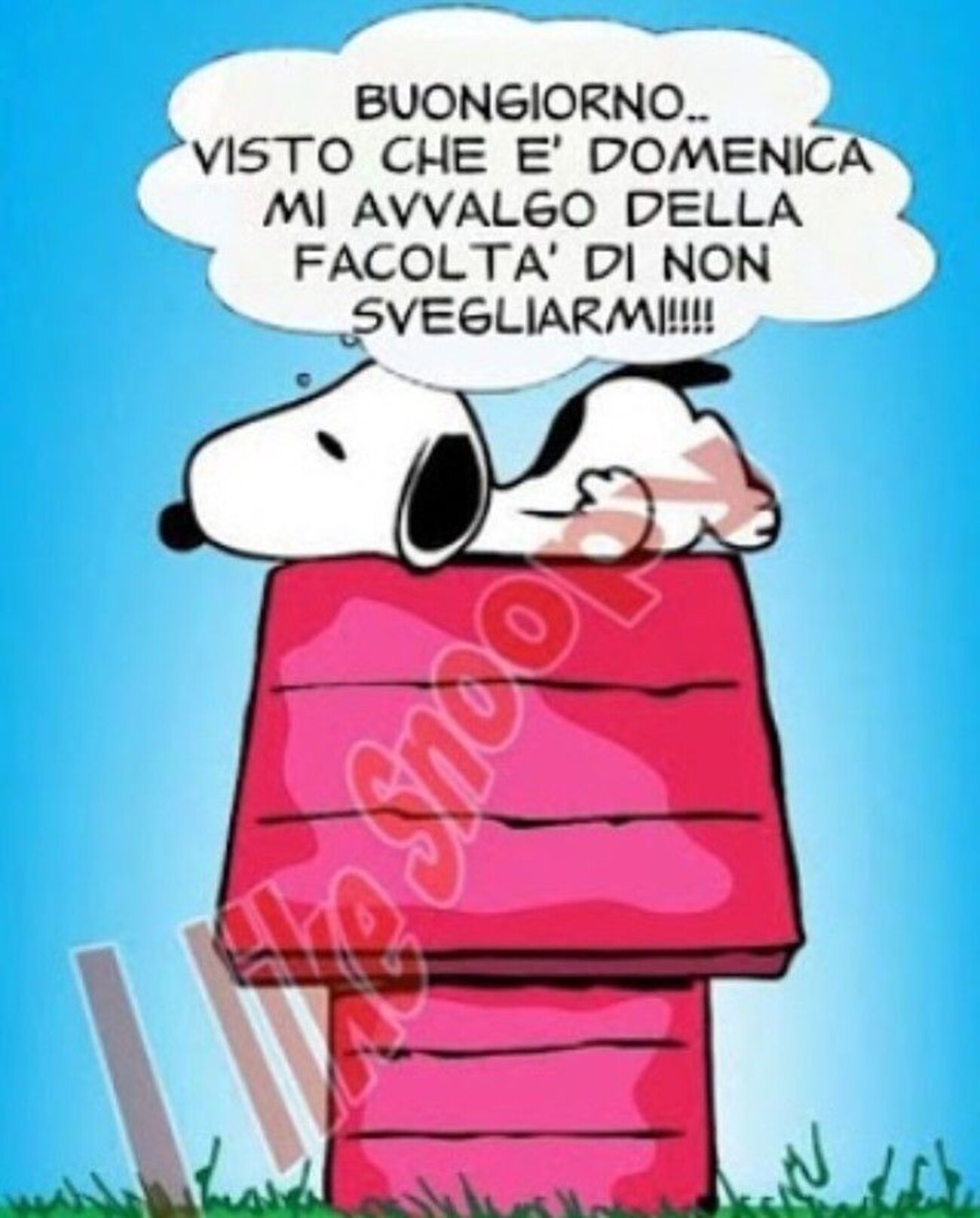 Snoopy buona domenica amici (2)