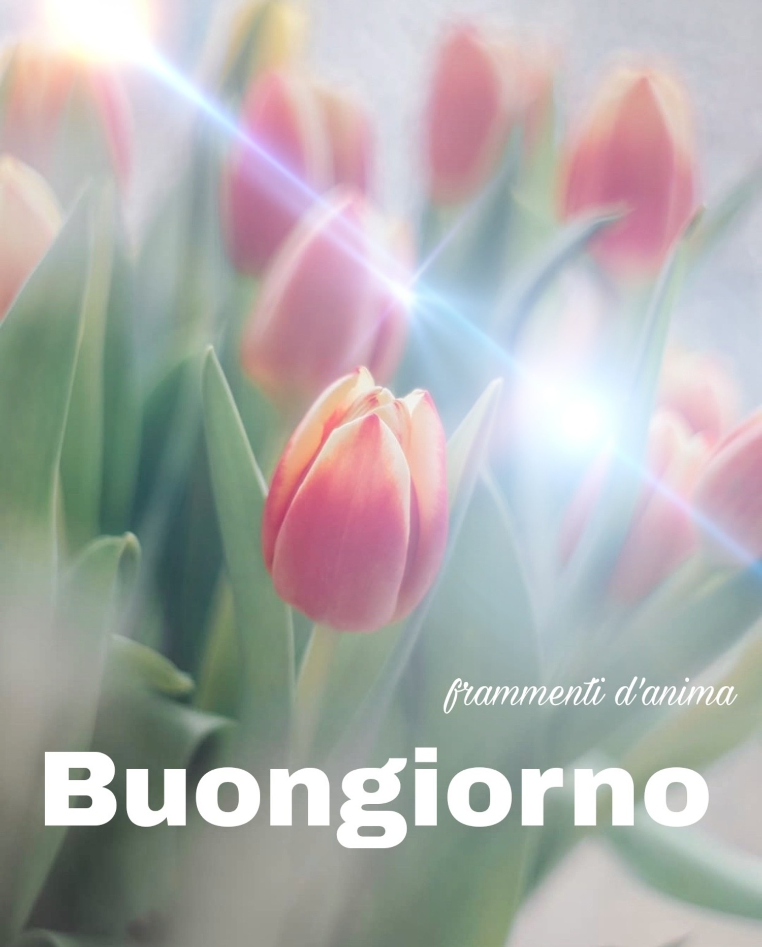 Link di buon giorno coi tulipani