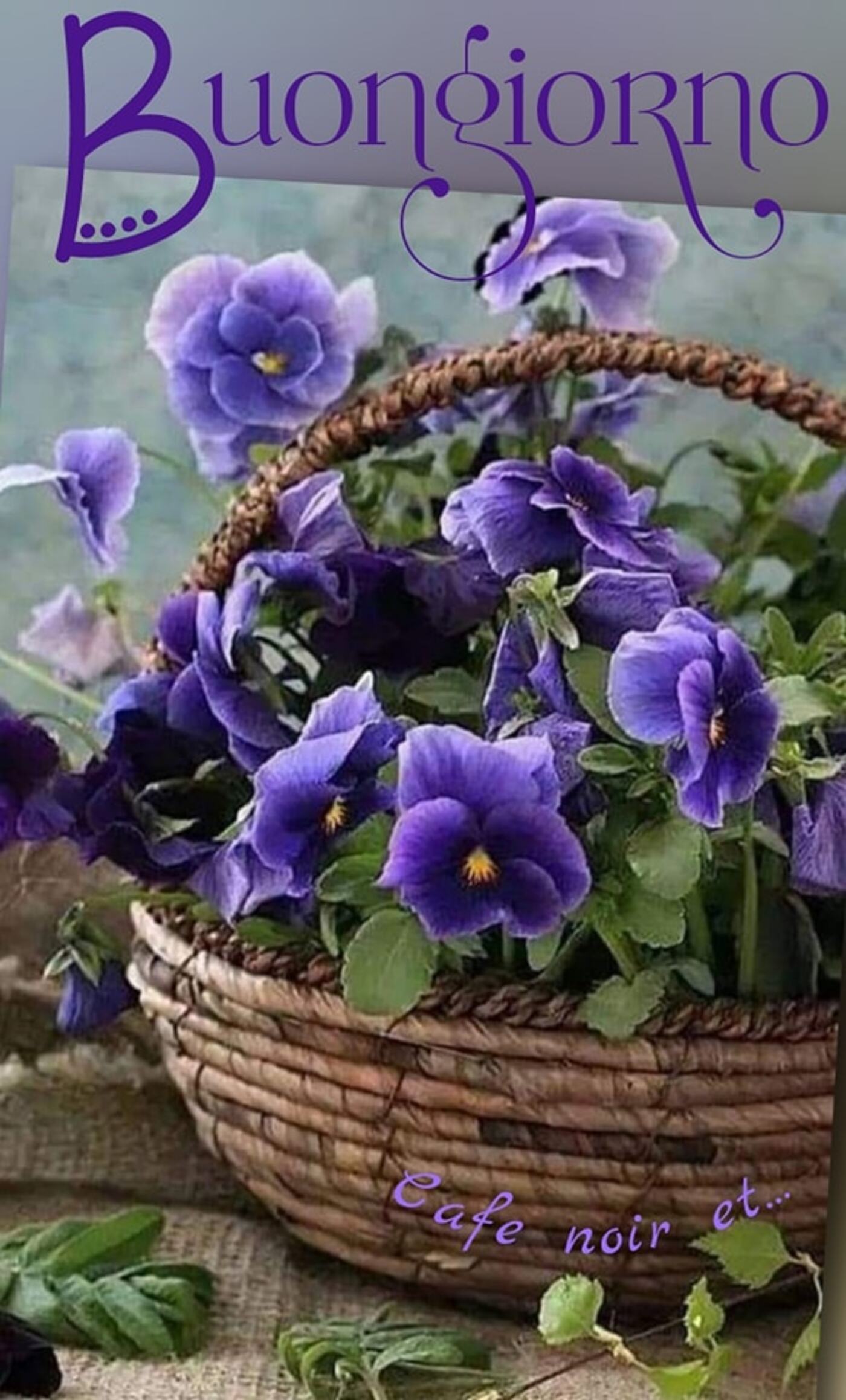 Buongiorno con primule color viola